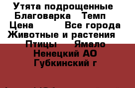 Утята подрощенные “Благоварка“,“Темп“ › Цена ­ 100 - Все города Животные и растения » Птицы   . Ямало-Ненецкий АО,Губкинский г.